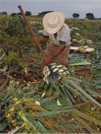 A jimador is harvesting blue Weber agave fields in Tequila, Jalisco