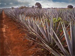 Blue agave fields in Tequila, Jalisco
