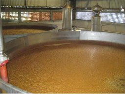 The raw agave nectar is ready to be fermented in large containers