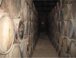 Oak aging barrels for tequila.