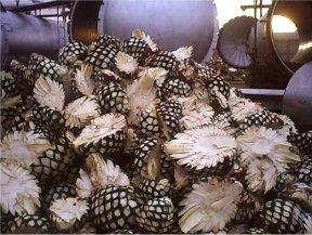 A jimador is harvesting blue Weber agave fields in Tequila, Jalisco